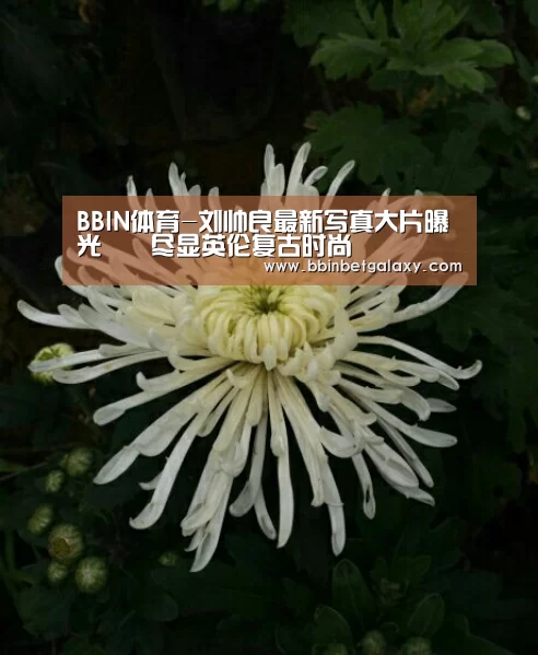 BBIN体育-刘帅良最新写真大片曝光 尽显英伦复古时尚(图1) BBIN体育